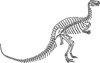 Squelette fossile